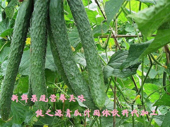 青瓜的六大營(yíng)養(yǎng)價(jià)值，你知道嗎？